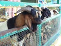 Young goat behind fence waiting for feeding. Royalty Free Stock Photo