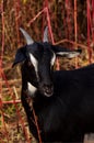 A young goat with black hair and white stripes and small horns close-up. Vertically oriented photos. Agriculture Royalty Free Stock Photo