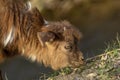 Young goat. brown baby of goat eating grass