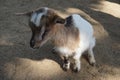 Young goat/ calf - farm animal