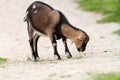 Young goat eating grass on farm alley