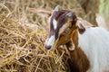 Young goat in farm