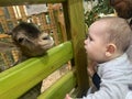 A young goat on a farm peeks out from behind a wooden beam at a child.