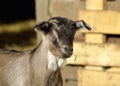 Young goat at farm