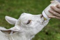 Young goat is fed with milk from a baby bottle Royalty Free Stock Photo