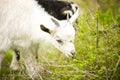 Young goat grazes in a meadow. Royalty Free Stock Photo