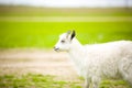 Young goat grazes in a meadow. Royalty Free Stock Photo