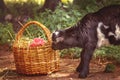 A young goat grazes in a meadow Royalty Free Stock Photo