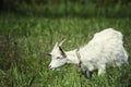 A young goat grazes in a meadow and eating Royalty Free Stock Photo