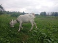 A young goat grazes on the meadow Royalty Free Stock Photo