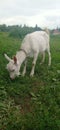 A young goat grazes on the meadow Royalty Free Stock Photo