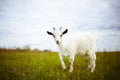 Young goat grazes in a meadow. Royalty Free Stock Photo