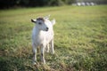 A young goat stands in a meadow and looking to the right. Domestic animals, rural life concept. Copy space