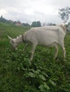 A young goat grazes on the meadow Royalty Free Stock Photo