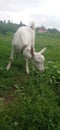 A young goat grazes on the meadow Royalty Free Stock Photo