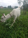 A young goat grazes on the meadow Royalty Free Stock Photo