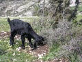 Young Goat Grazing in Lebanon