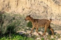 Young goat kid walking across a stone wall Royalty Free Stock Photo