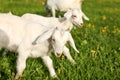 Young goat kids playing and grazing on spring green meadow with Royalty Free Stock Photo