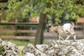 Young goat kit playing and jumping on rock on Farm. Funny baby animal in spring time, countryside, cute and cheerful mammal, Royalty Free Stock Photo