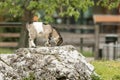 Young goat kit playing and jumping on rock on Farm. Funny baby animal in spring time, countryside, cute and cheerful mammal, Royalty Free Stock Photo