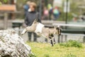 Young goat kit playing and jumping on rock on Farm. Funny baby animal in spring time, countryside, cute and cheerful mammal, Royalty Free Stock Photo