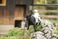 Young goat kit playing and jumping on rock on Farm. Funny baby animal in spring time, countryside, cute and cheerful mammal, Royalty Free Stock Photo