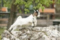 Young goat kit playing and jumping on rock on Farm. Funny baby animal in spring time, countryside, cute and cheerful mammal, Royalty Free Stock Photo