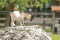 Young goat kit playing and jumping on rock on Farm. Funny baby animal in spring time, countryside, cute and cheerful mammal, Royalty Free Stock Photo