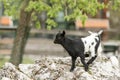 Young goat kit playing and jumping on rock on Farm. Funny baby animal in spring time, countryside, cute and cheerful mammal, Royalty Free Stock Photo