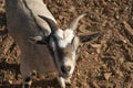 A young goat looking at the camera Royalty Free Stock Photo