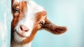 Playful young goat peeking around a corner with a curious expression, showcasing its adorable features and charming personality Royalty Free Stock Photo