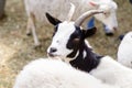 Young goat portrait farm animal outdoor agriculture in a village or on a ranch Royalty Free Stock Photo