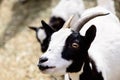 Young goat portrait farm animal outdoor agriculture in a village or on a ranch Royalty Free Stock Photo