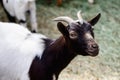 Young goat portrait farm animal outdoor agriculture in a village or on a ranch Royalty Free Stock Photo