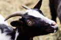 Young goat portrait farm animal outdoor agriculture in a village or on a ranch Royalty Free Stock Photo