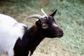 Young goat portrait farm animal outdoor agriculture in a village or on a ranch Royalty Free Stock Photo