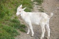 Young goat portrait grazing in a field Royalty Free Stock Photo