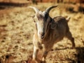 Young goat running on a field in Namibia, Southern Africa