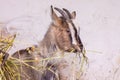 The young goat in the stall is eating hay. Keeping and breeding of domestic animals_