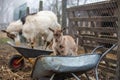 Young goat standing in a metal wheelbarrow on. afarm Royalty Free Stock Photo