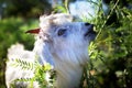 Young goatling