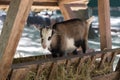 Young goatling eating hay in a stall on a farm