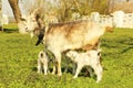 Young goatling