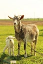 Young goatling Royalty Free Stock Photo