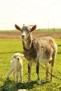 Young goatling Royalty Free Stock Photo