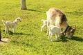 Young goatling