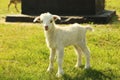 Young goatling outdoors Royalty Free Stock Photo