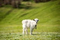 Young goatling outdoors