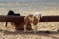 Young goats at a Berber nomad camp in the Sahara Desert in Morocco